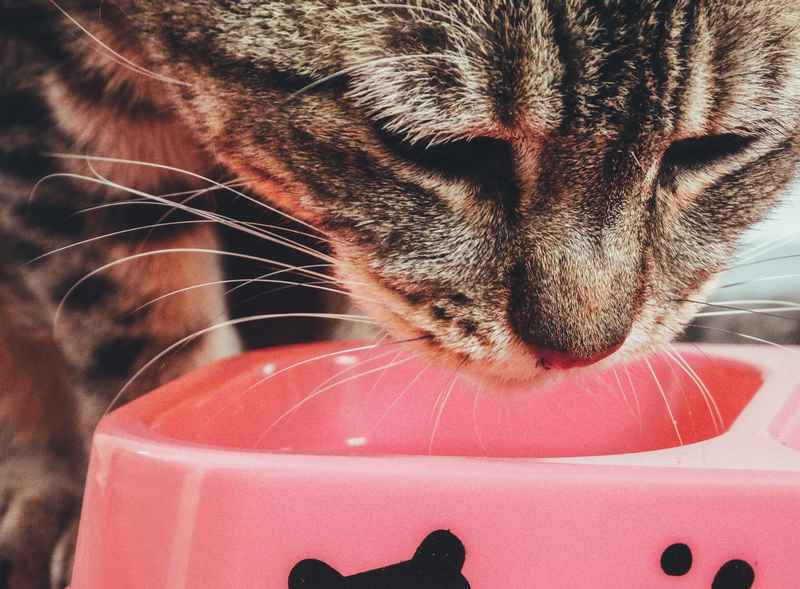 Gato de alimentando em um pote rosa.