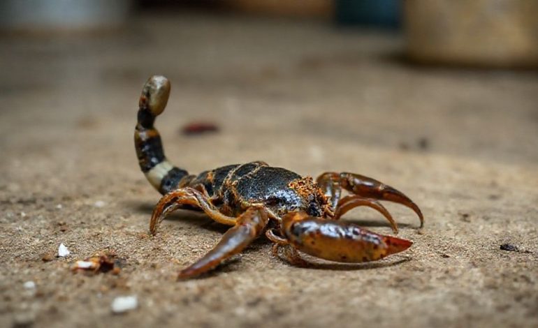 Escorpião em Casa O Que Fazer: Guia Prático para Eliminação e Prevenção